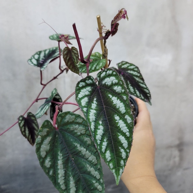 Cissus javana – 4|TBD|TBD