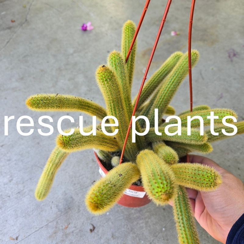 Cleistocactus winteri –  6 HB (rescue)