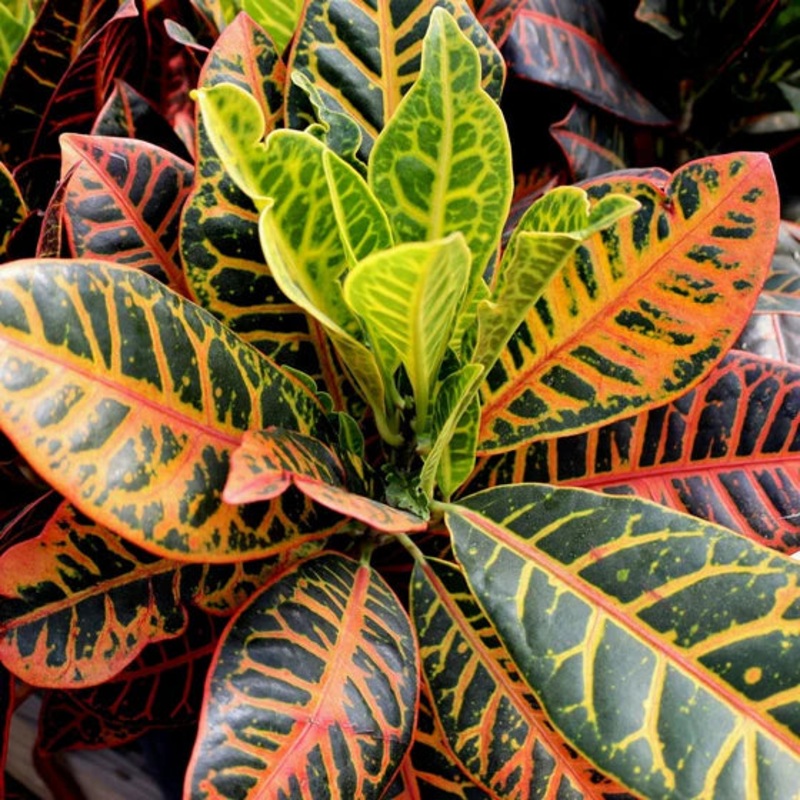 Codiaeum var. ‘Petra’ – 6|OS|OS