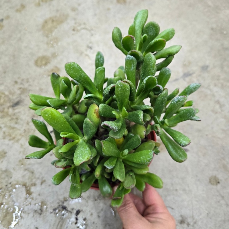 Crassula ovata ‘Hobbit’ – 4|TBD