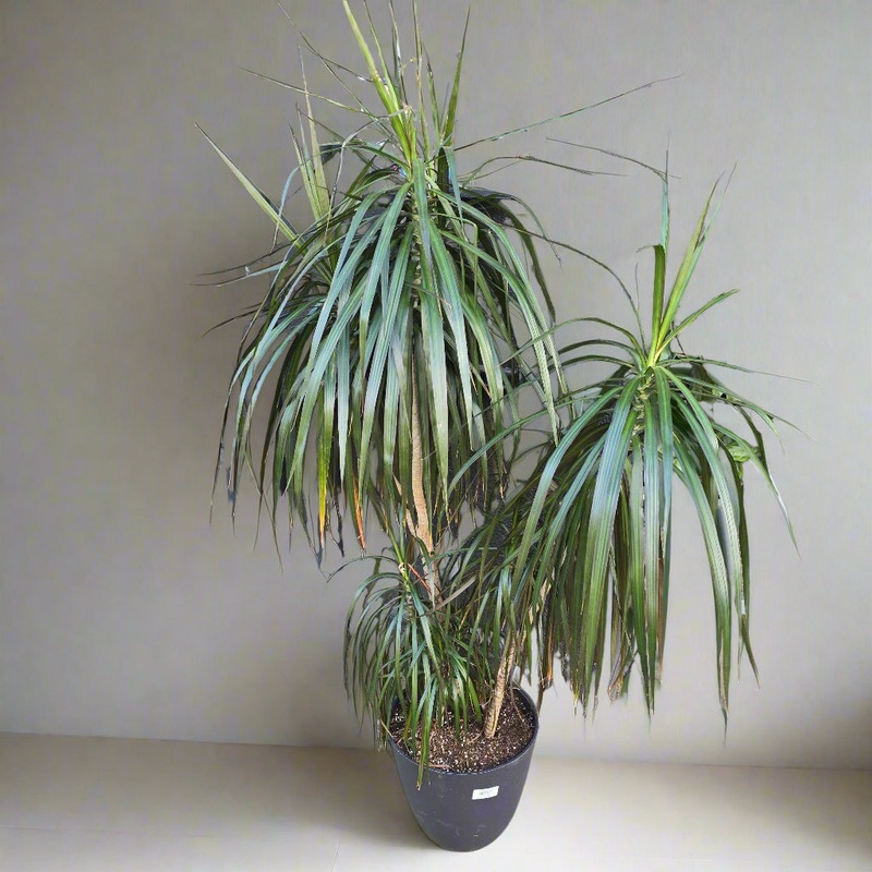Dracaena marginata – 12|FW|FW