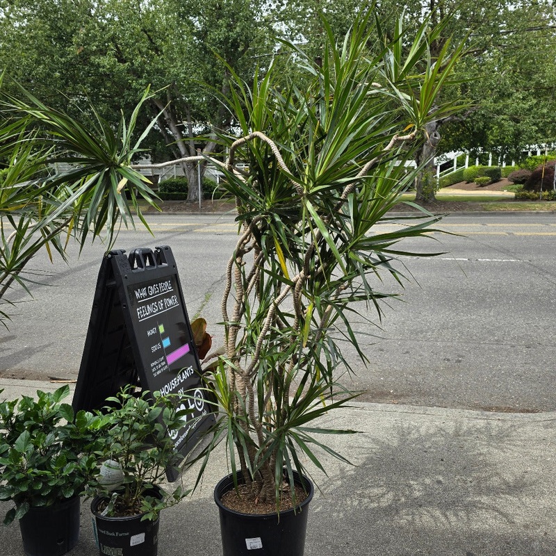 Dracaena marginata – Free Form
