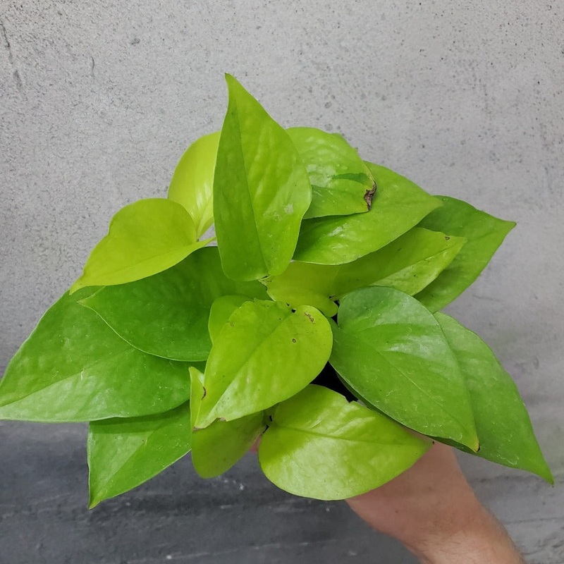 Epipremnum aureum ‘Neon’ – 4|R3AC
