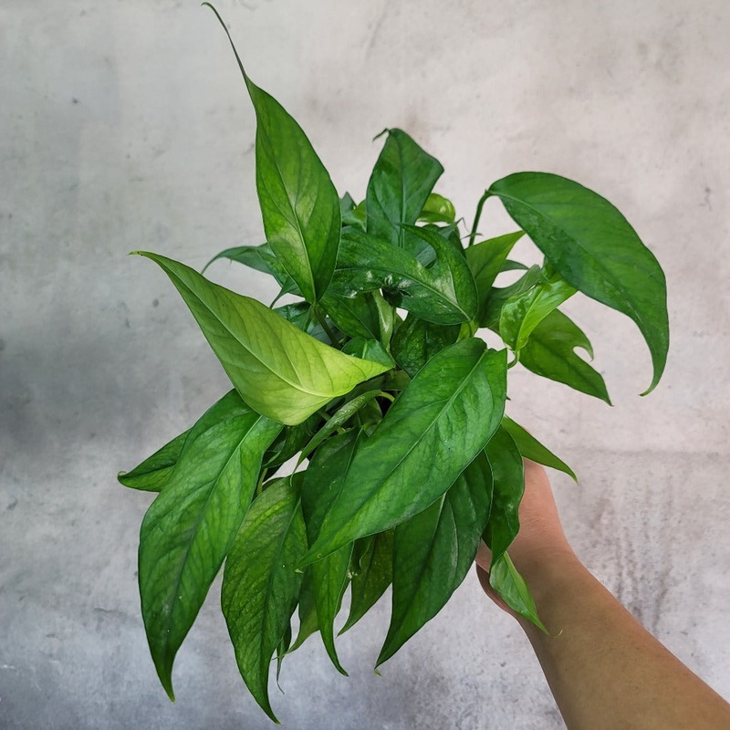 Epipremnum pinnatum ‘Baltic Blue’ – 6