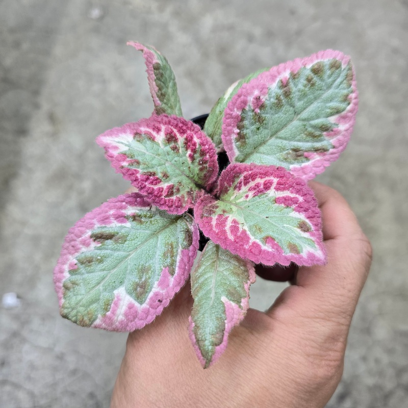 Episcia cupreata  ‘Cleopatra’ – 2