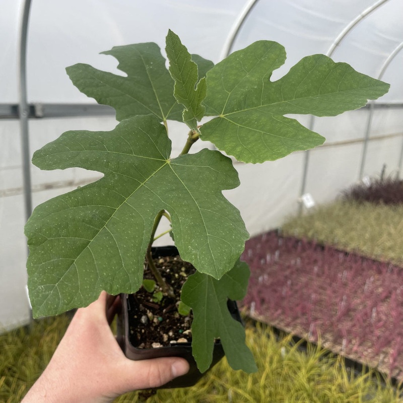Ficus carica ‘Fignomenal’ – 4.5