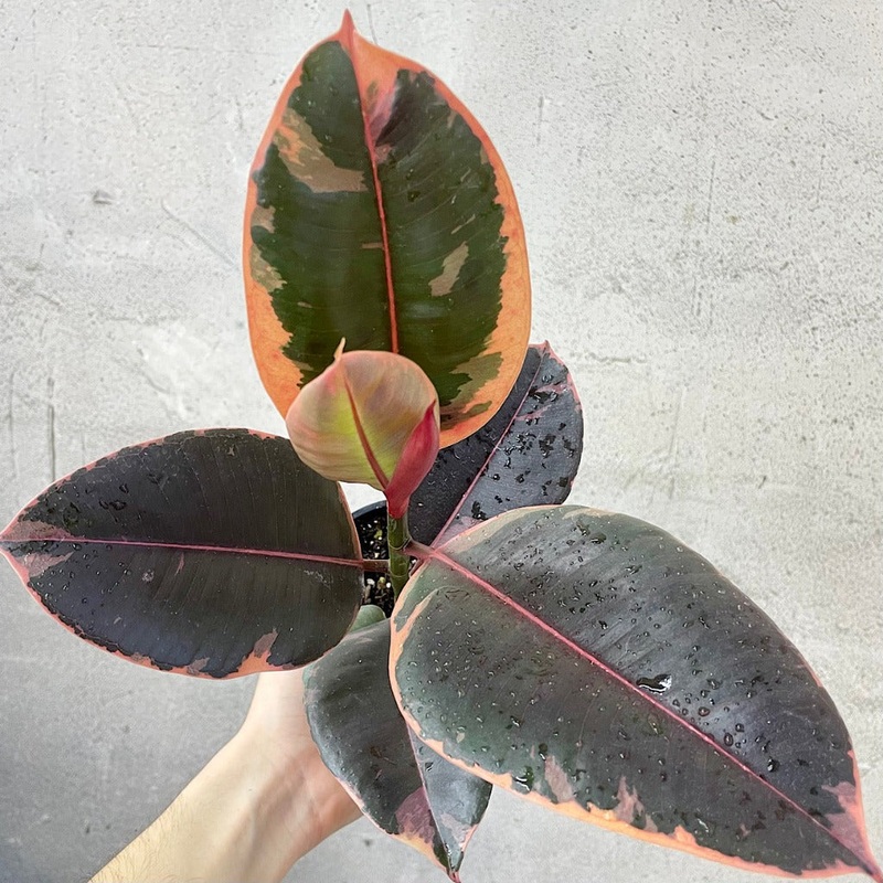 Ficus decora ‘Ruby’ – 4|R4CD|R4CD