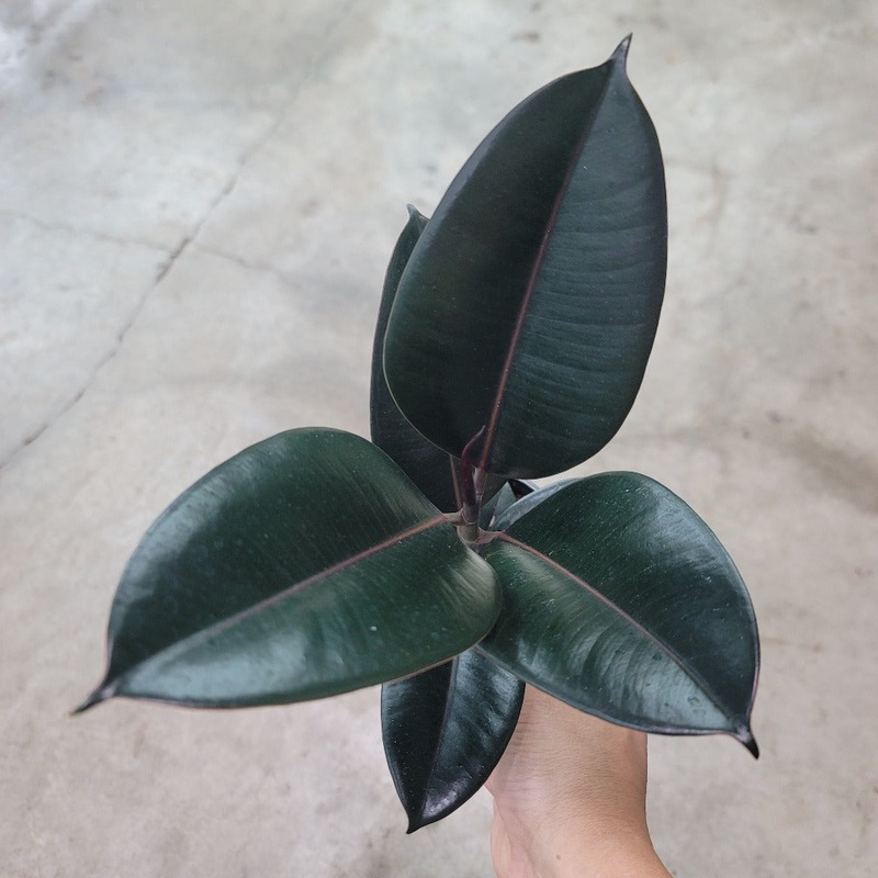 Ficus elastica – 4|R4BD|R4BD