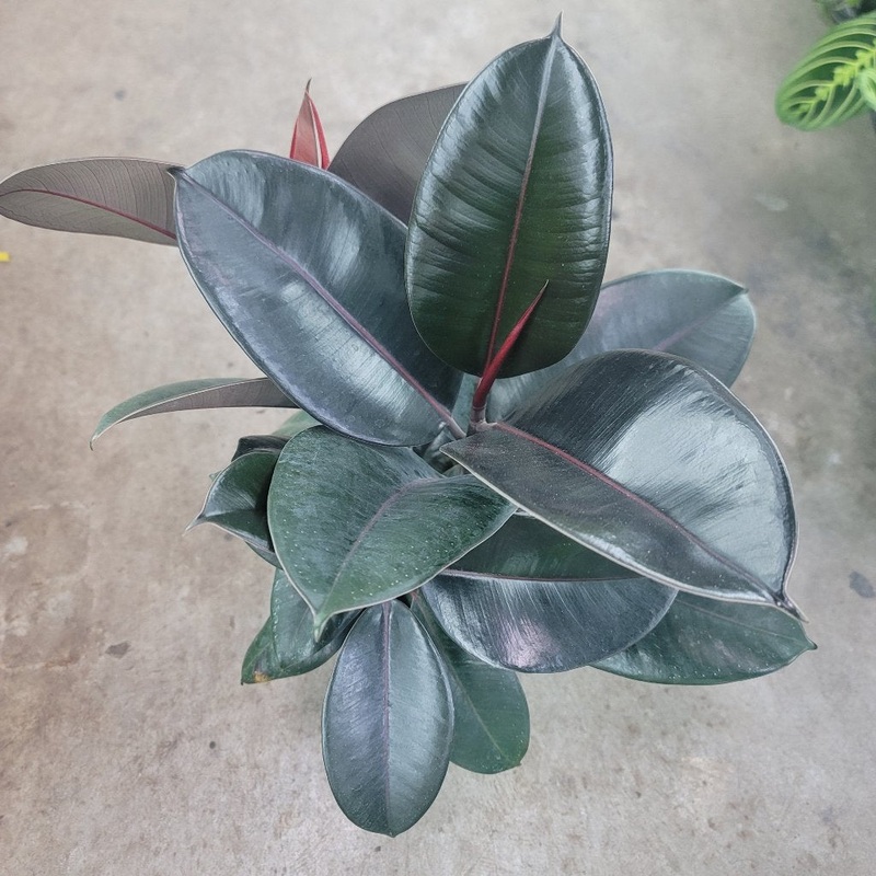Ficus elastica ‘Burgundy’ – 12