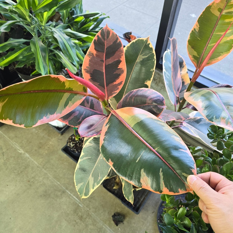 Ficus elastica ‘Ruby’ – 12 (VW)