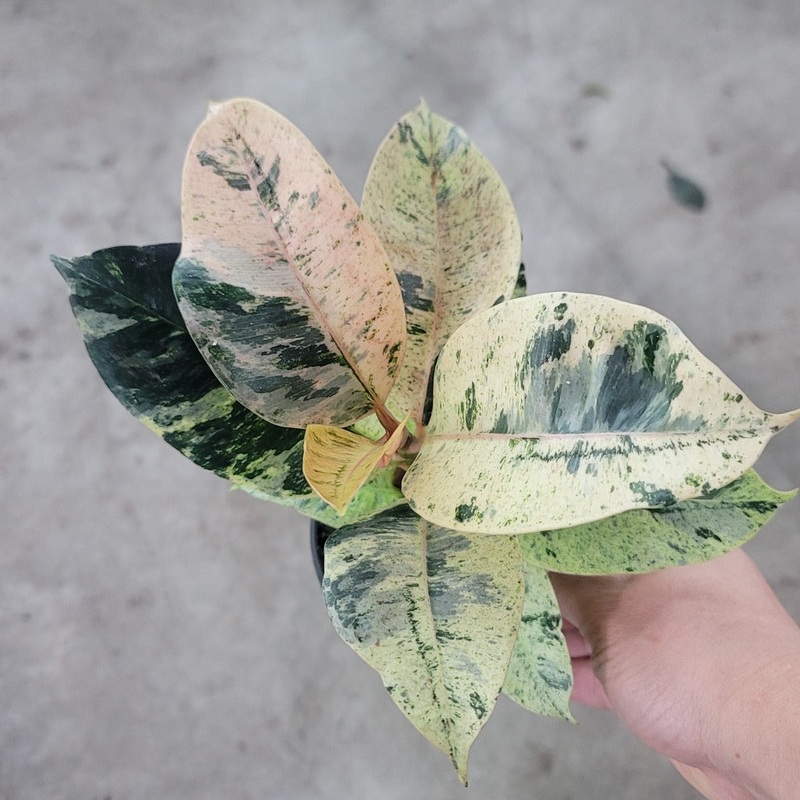 Ficus elastica ‘Shivereana’ – 6