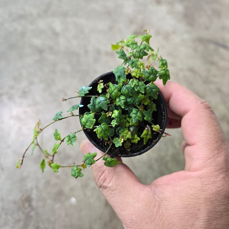 Ficus pumila var. quercifolia – 2