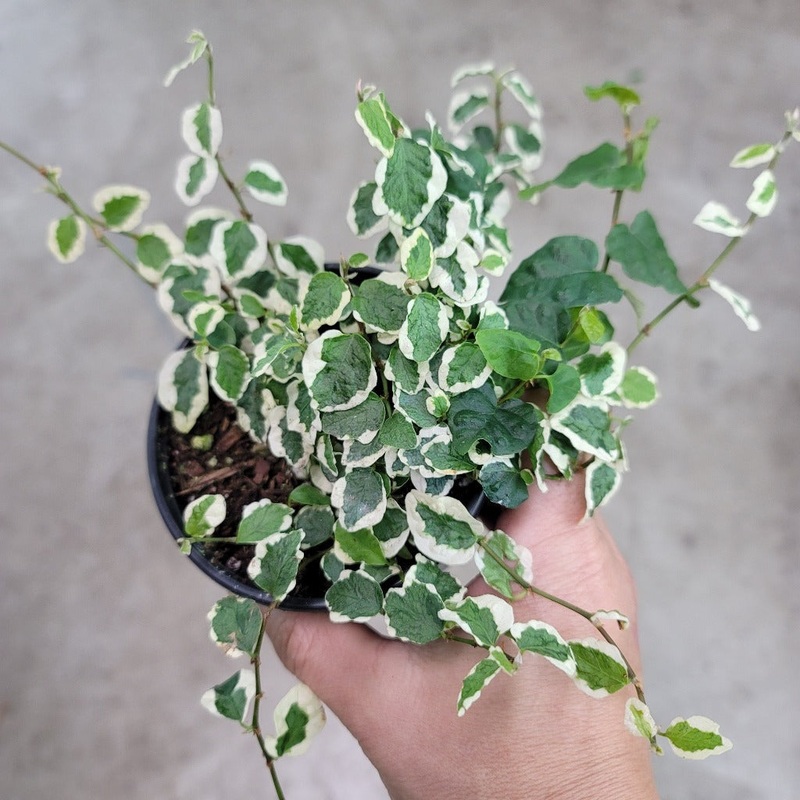 Ficus pumila ‘Variegata’ – 4|BR07C