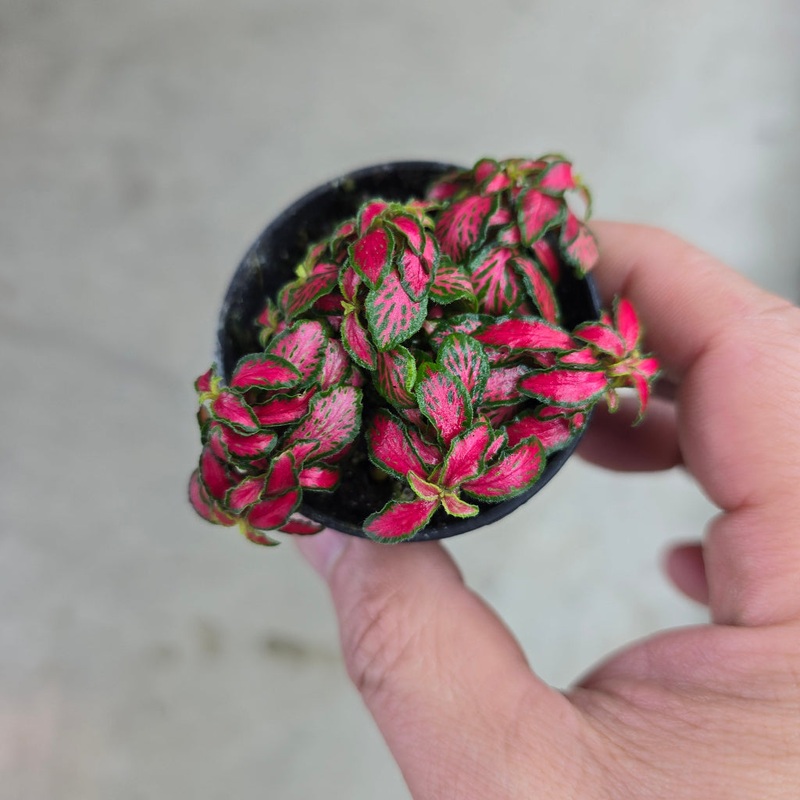 Fittonia albivenis ‘Little Fire Red’ – 2
