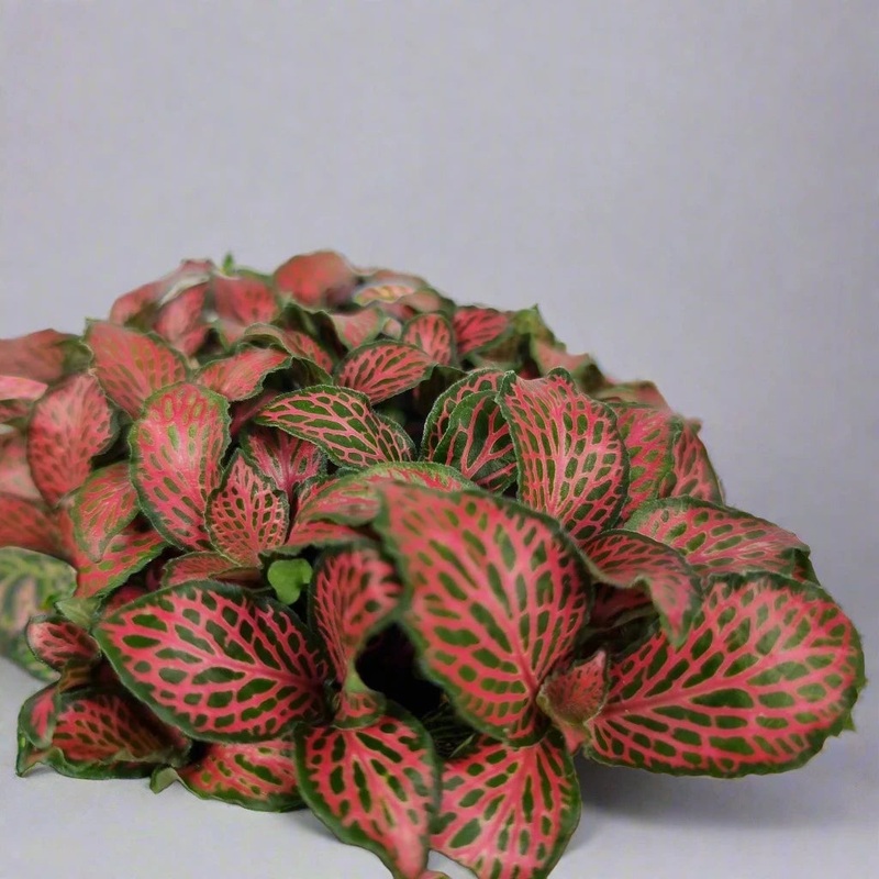 Fittonia ‘Firetail’ – 4|BR17B|BR17B