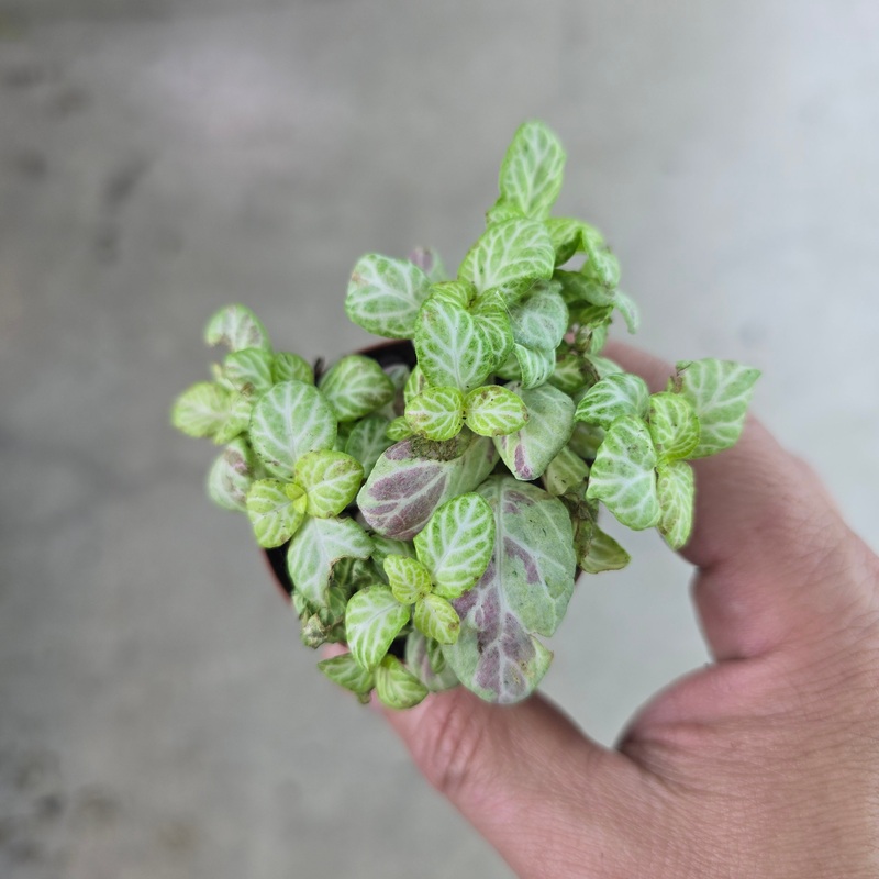 Fittonia ‘Mosaic Lemon’ – 2|BR02C