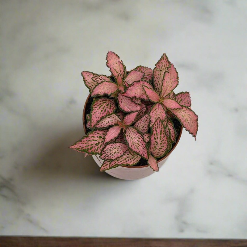 Fittonia ‘Mosaic Pink Forest’ – 2