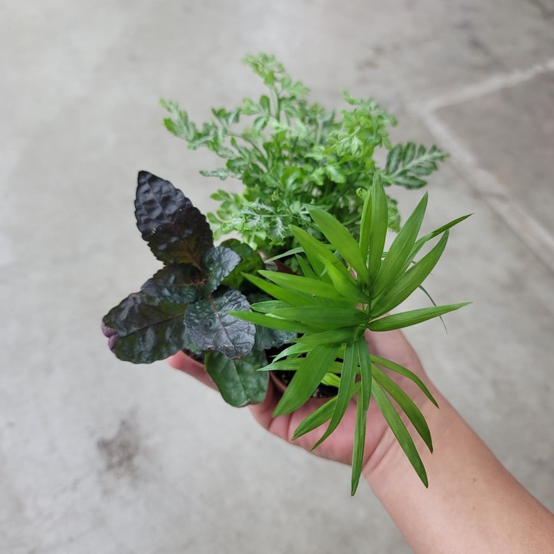 Foliage Assorted – 2 (promo)|BD