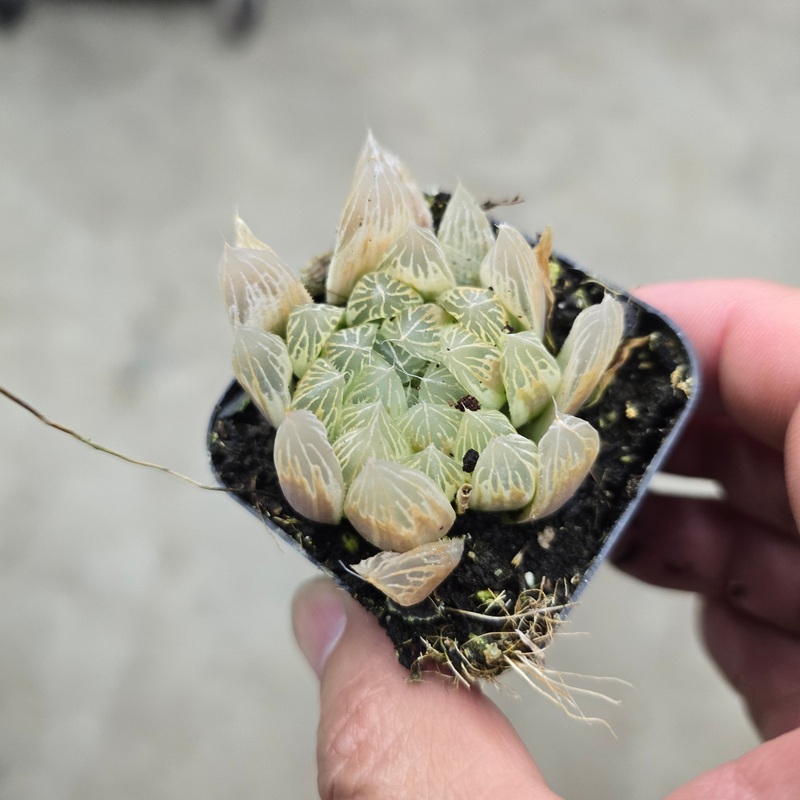 Haworthia cooperi Variegata – 2