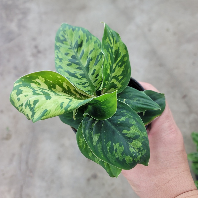 Homalomena wallisii ‘Camouflage’ – 4