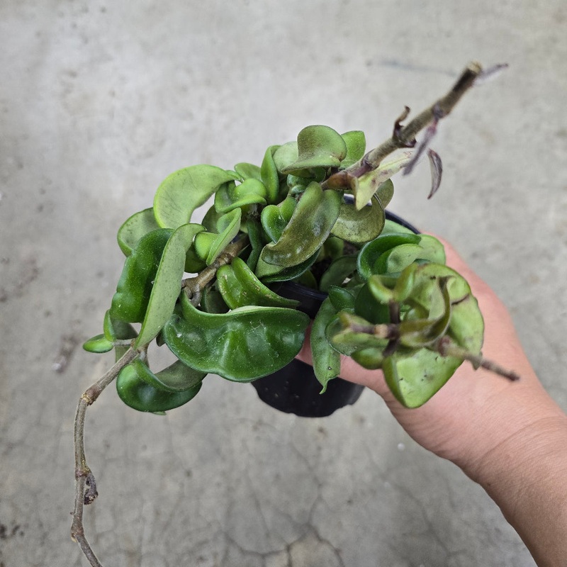 Hoya carnosa compacta – 4 (PROMO)
