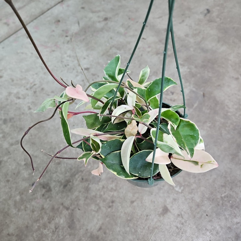 Hoya carnosa ‘Krimson Queen’ – 6 HB