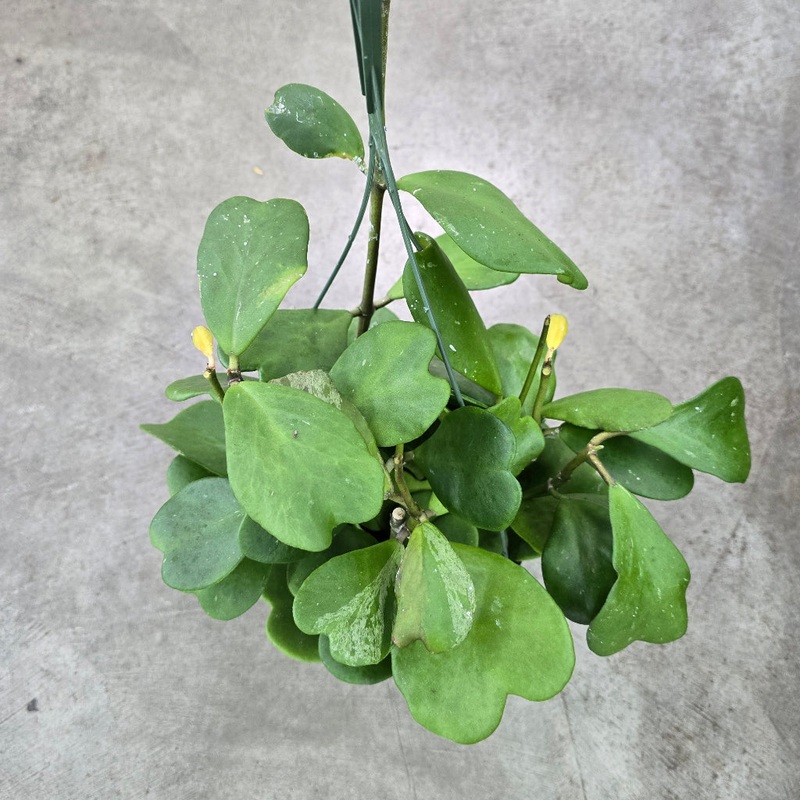 Hoya kerrii – HB 6|R2T|R2T