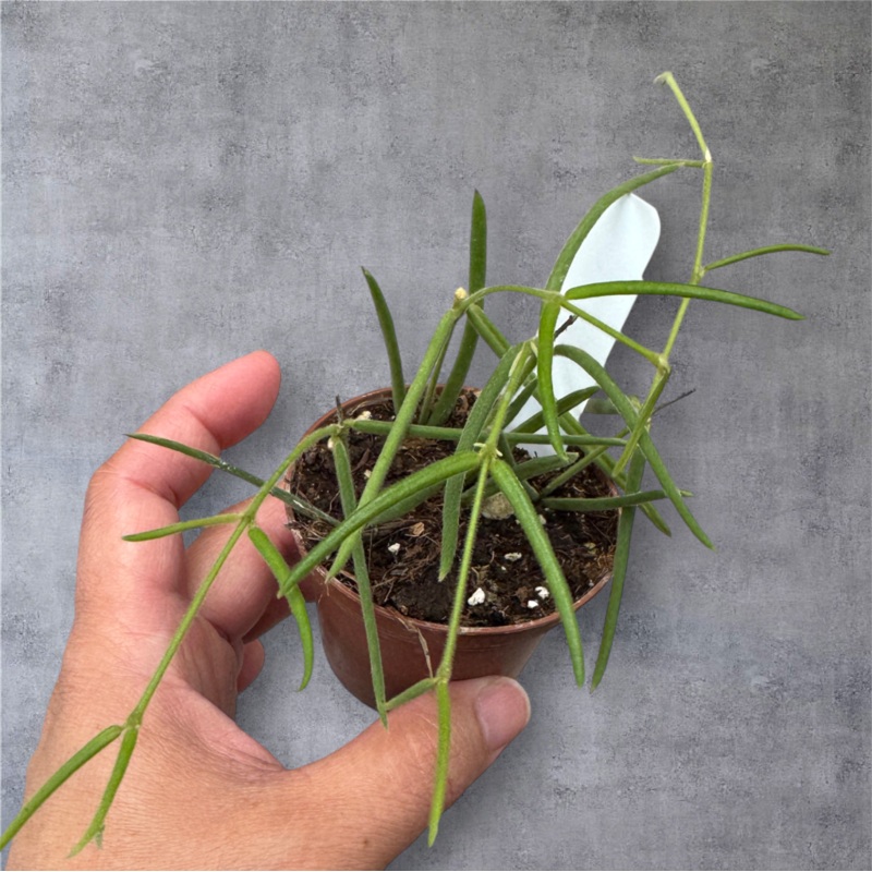 Hoya linearis – 3|TBD|TBD