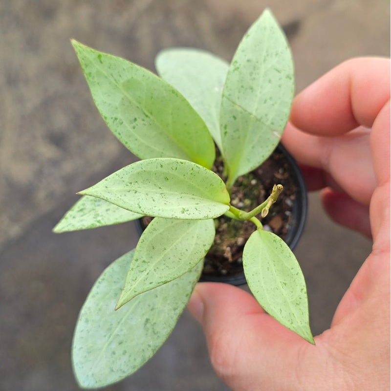 Hoya nicholsoniae ‘ New Guinea Ghost’ – 2