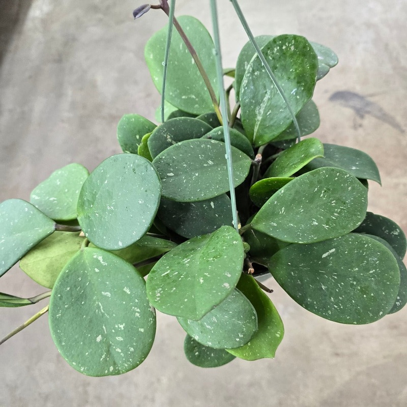 Hoya obovata HB – 6|R2T|R2T