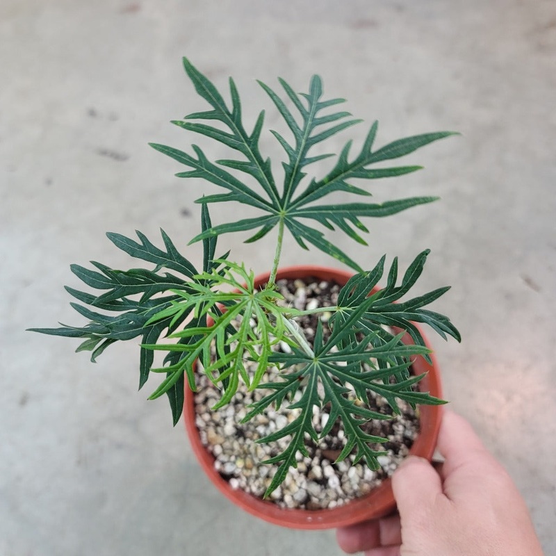 Jatropha multifida – 6|R4BB|R4BB