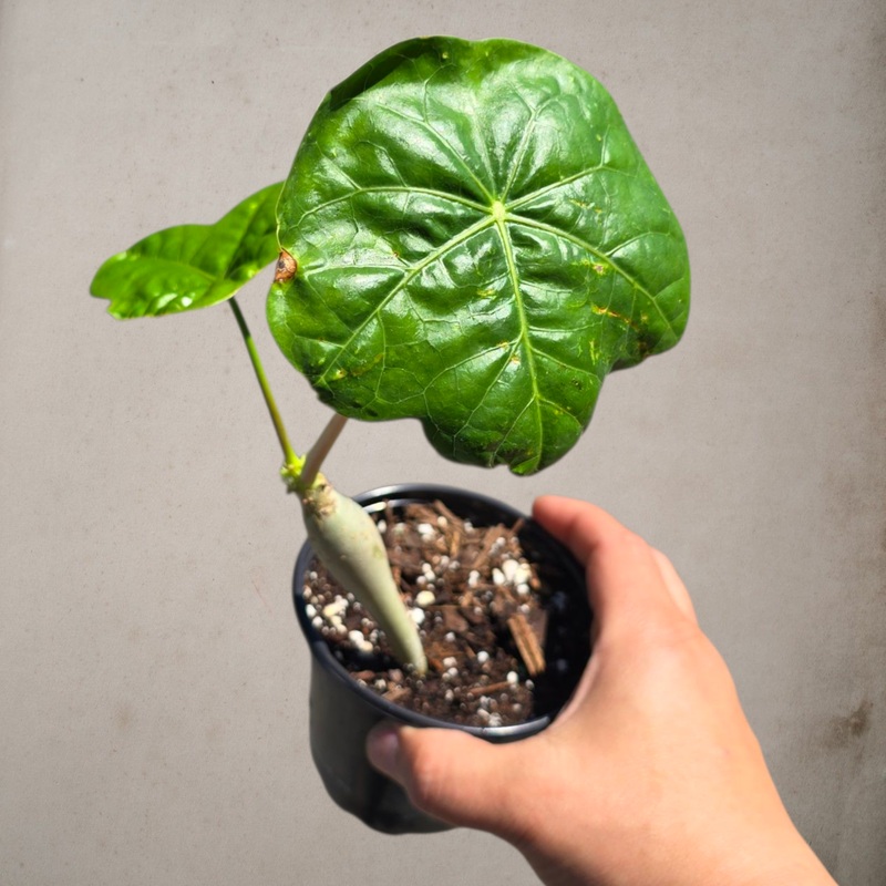 Jatropha podagrica – 4|OS|OS