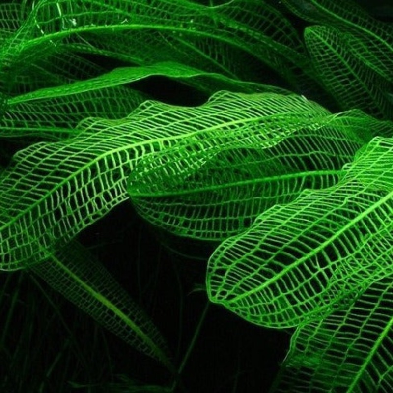 Madagascar Lace – Assorted