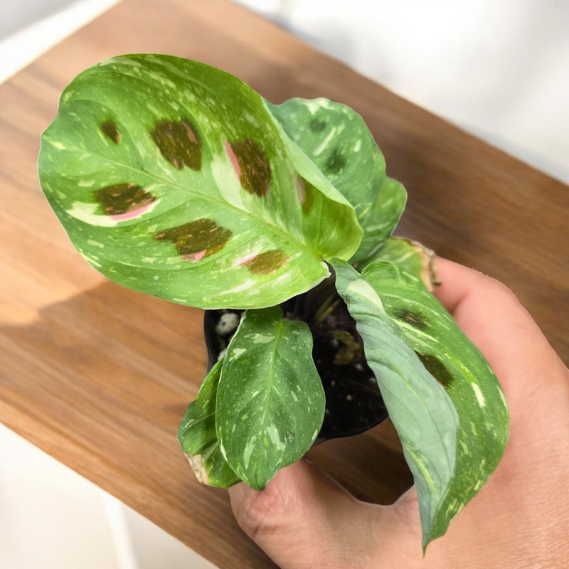 Maranta leuconeura kerchoveana variegata – 2
