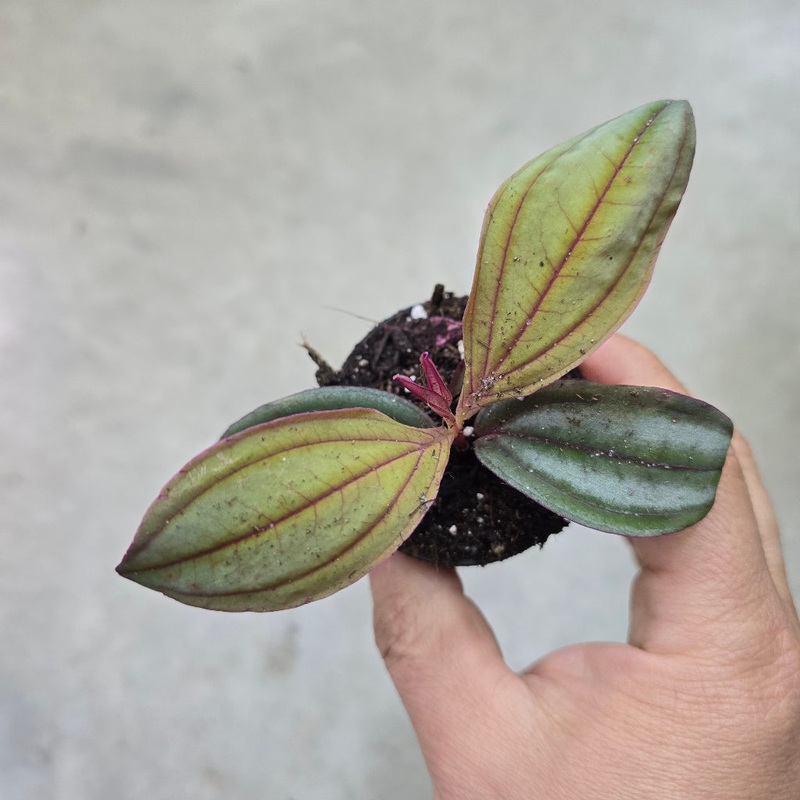 Medinilla ‘Gregori Hambali’ – 2