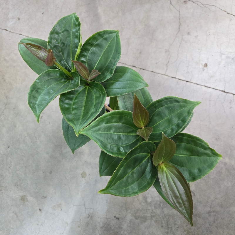 Medinilla myriantha – 4|TBD|TBD