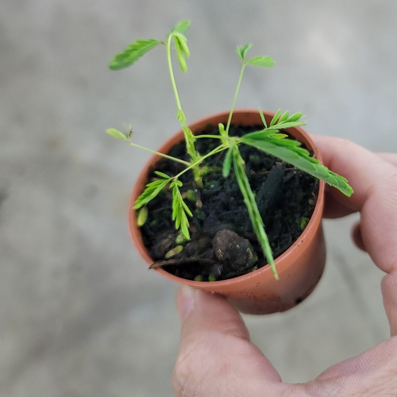 Mimosa pudica – 2|CL4A|CL4A