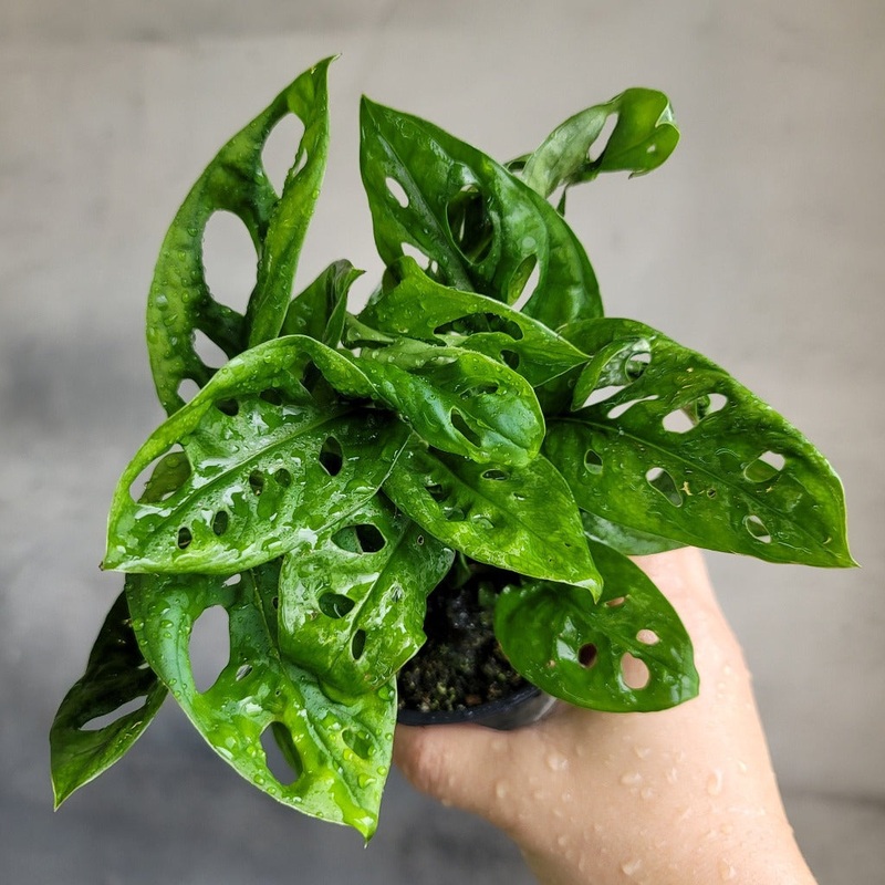 Monstera adansonii – 4|BR01B|BR01B