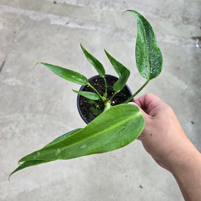 Monstera Burle Marx Flame – 4|R1AB