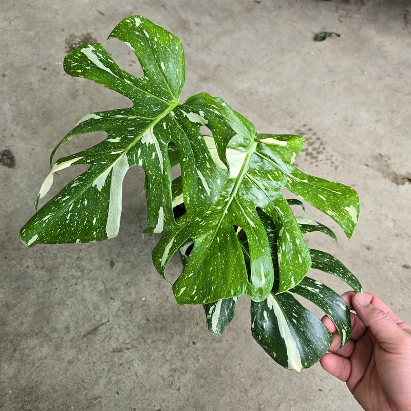Monstera deliciosa ‘Thai Constellation’ -6