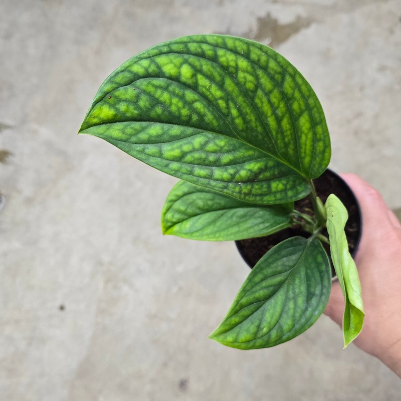 Monstera pinnatipartita – 4|BR01B