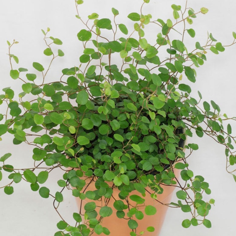 Muehlenbeckia complexa – 3.5|R3BD