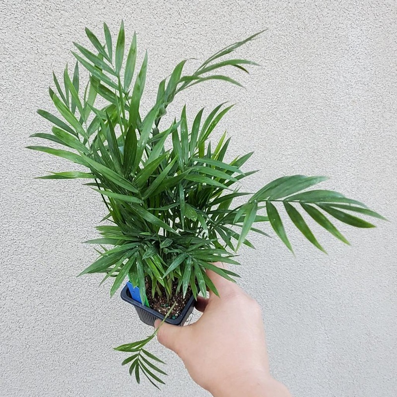 Neanthe Bella Palm – 3|R4AD|R4AD
