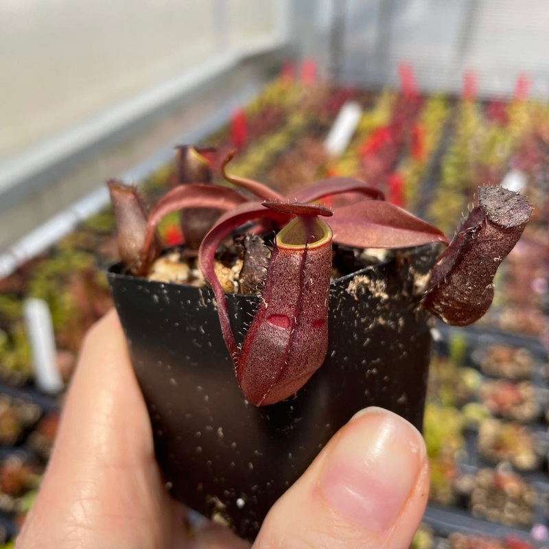 Nepenthes ‘Rebecca Soper – 2|BR19B