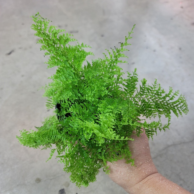 Nephrolepis ex. ‘Cotton Candy’ – 4