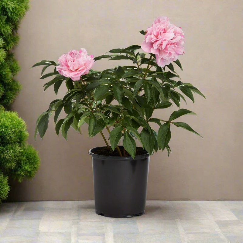 Peony – assorted – 12|OUTSIDE|OUTSIDE
