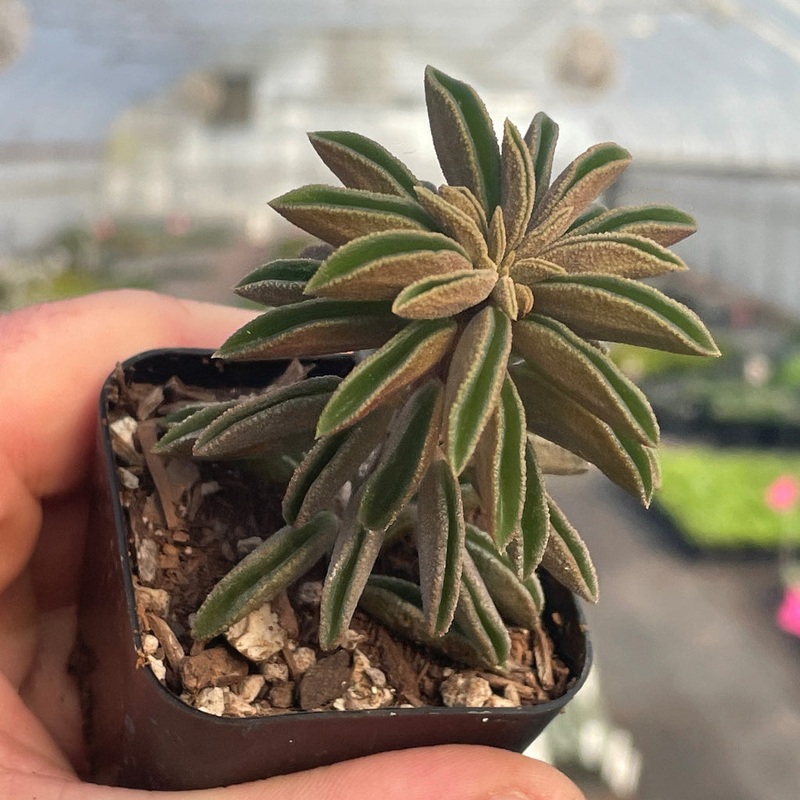 Peperomia asperula – 2|CL4B|CL4B