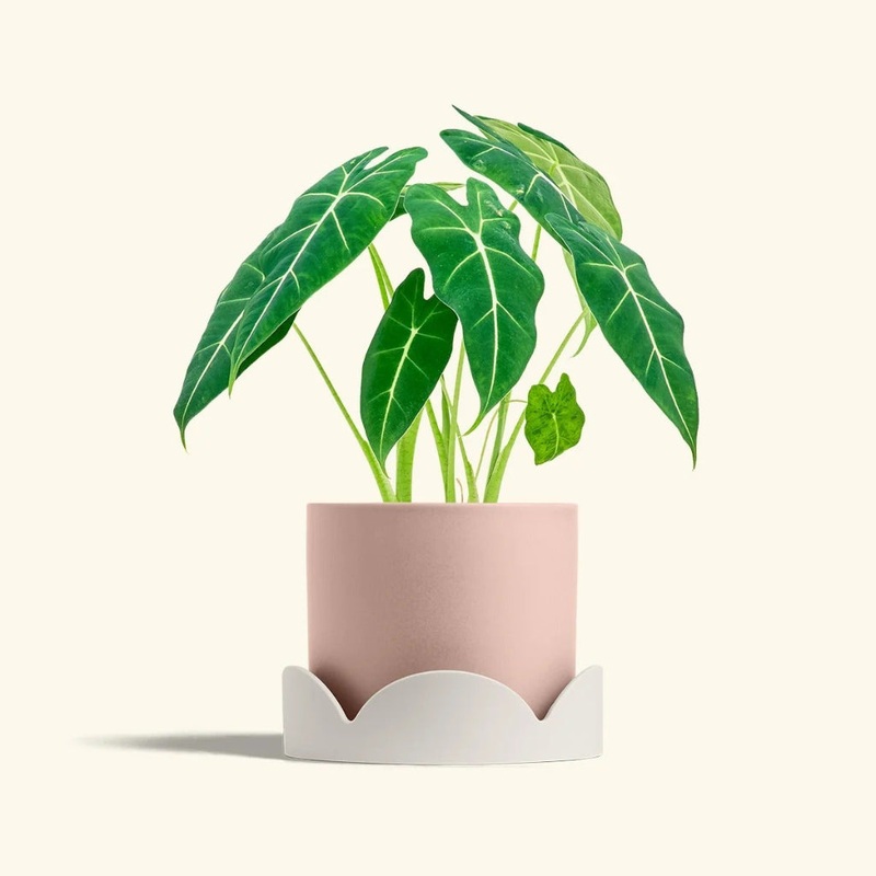 Petal Drip Tray – 10|Lime|Oat|Lime|Oat