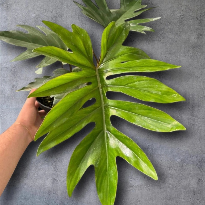 Philodendron mayoi ‘Tahiti’ – 2 gallon