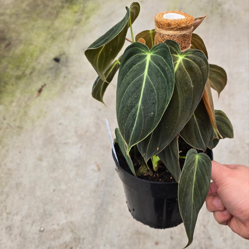 Philodendron melanochrysum – 2 gallon